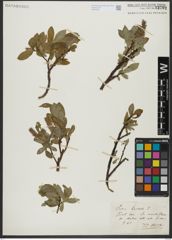 Foto von Salix hastata L.